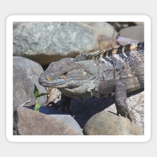 Female Green Iguana Sticker